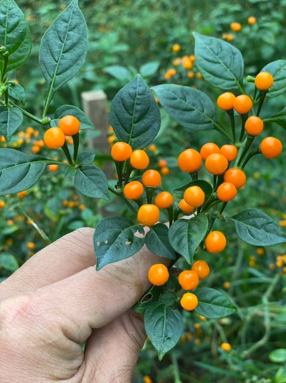 Mấy năm trước, ớt Aji Charapita dược bán với giá 7-10 triệu đồng/kg loại tươi. Sau đó, giá giảm xuống khoảng 3 - 4 triệu đồng/kg. Ảnh: Facebook