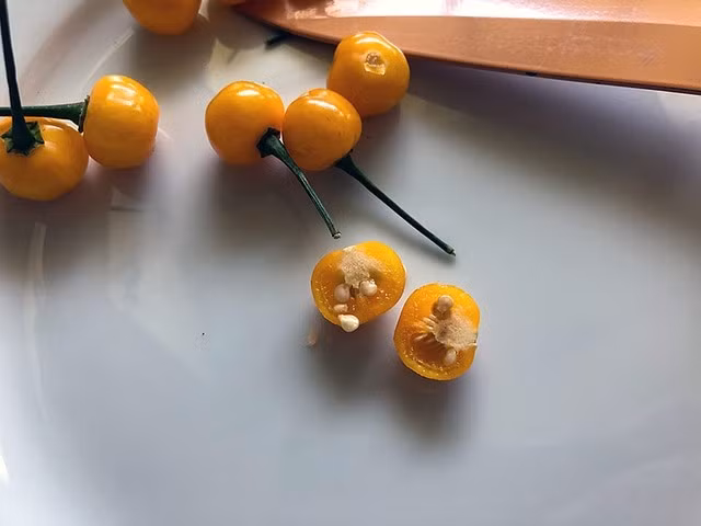 Loại ớt này kích thước nhỏ bằng hạt đậu, xuất xứ từ phía Bắc của Peru, có thể ăn sống hoặc giã thành bột gia vị. Ảnh: Pixabay