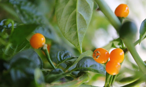 Khi ăn sống, ớt Aji Charapita mang hương vị của hoa quả, tạo nên điểm nhấn cho salad và các loại sốt. Ảnh: Pixabay