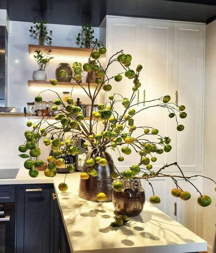 Nhiều người còn quan niệm, quýt tượng trưng cho sự may mắn, tài lộc và thịnh vượng. Vì vậy, việc trưng bày cành quýt trong nhà được cho là sẽ mang đến điều tốt lành cho gia chủ. Ảnh: Facebook