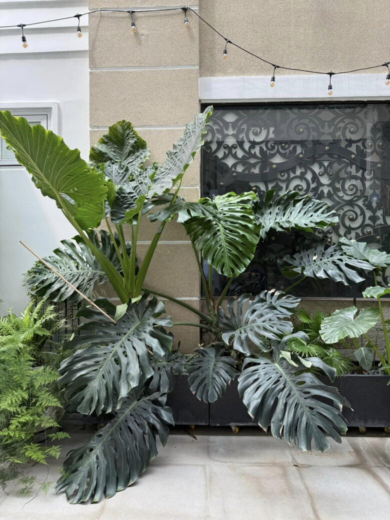 Sân thượng là không gian lý tưởng để thưởng trà trong biệt thự của Vân Trang. Ảnh: FB Vân Trang