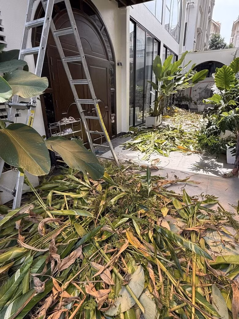 Bạn bè khen Vân Trang khéo tay trồng và chăm sóc cây tươi tốt. Ảnh: FB Vân Trang