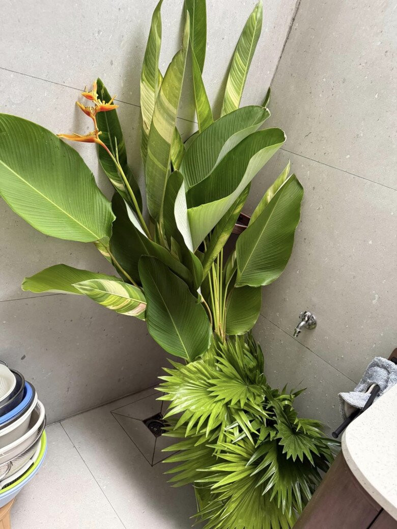 Nữ diễn viên cho biết mình và 3 người em nhân viên tự tay trồng cây kín nhà. Lúc đó lo không biết trồng đúng kỹ thuật không vì toàn trồng trong bồn cao. Ảnh: FB Vân Trang