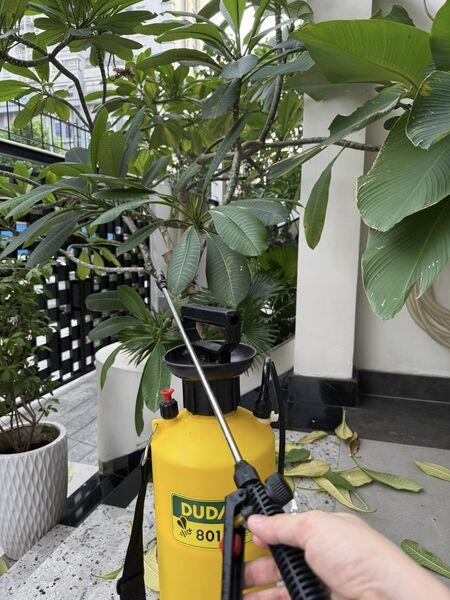 Nhưng sau một năm, cây đã tốt um tùm, phải cắt tỉa. Ảnh: FB Vân Trang