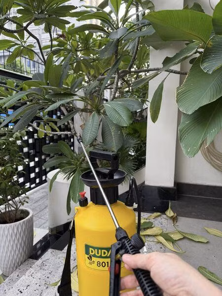 Nhưng sau một năm, cây đã tốt um tùm, phải cắt tỉa. Ảnh: FB Vân Trang