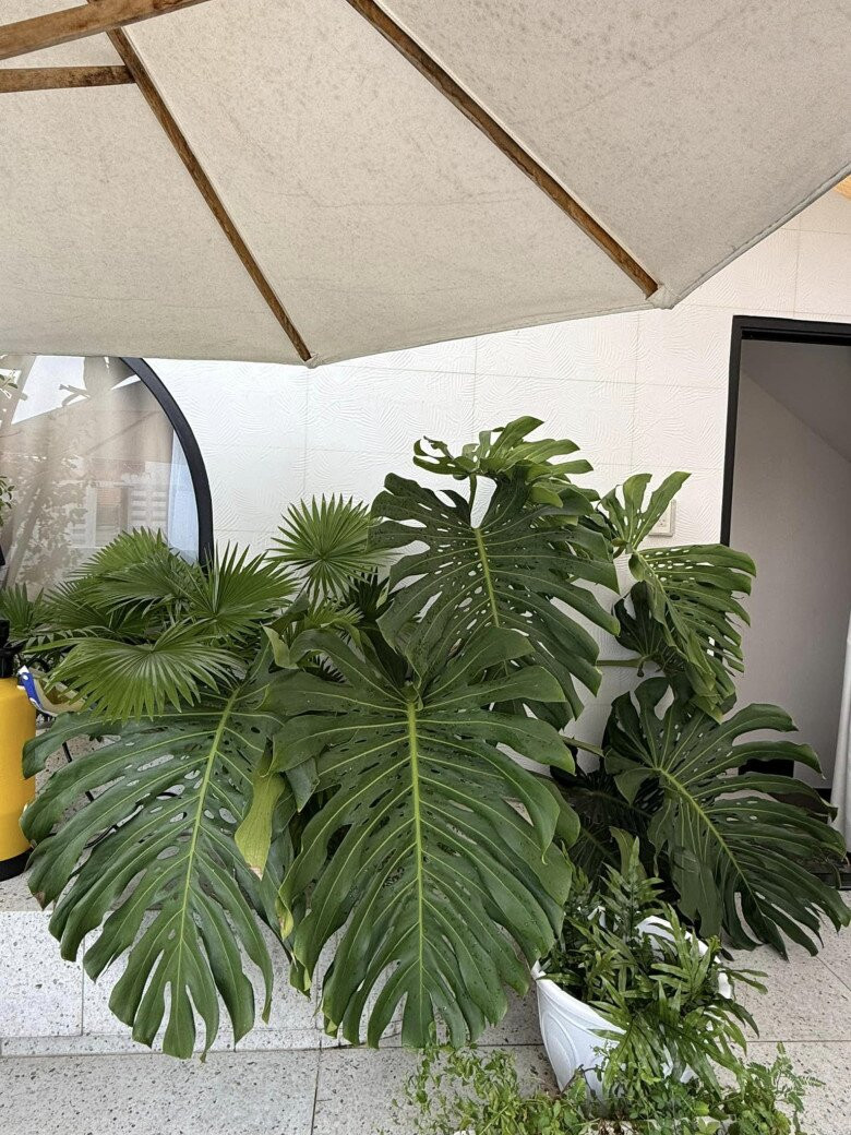 Vân Trang cho biết, có cây mua 800.000 đồng nhưng phải mua thêm cây dù 1,8 triệu và lưới chắn nắng 350.000 đồng để che cho cây. Ảnh: FB Vân Trang