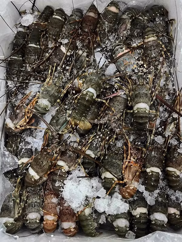 Su that tom hum mini gia 10.000 dong/con