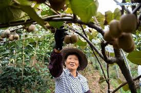 Nhờ công nghệ nhân giống hiện đại và quy mô lớn, Trung Quốc đã tối ưu chi phí, tạo nguồn cung khổng lồ với giá cạnh tranh. Ảnh: Xinhua