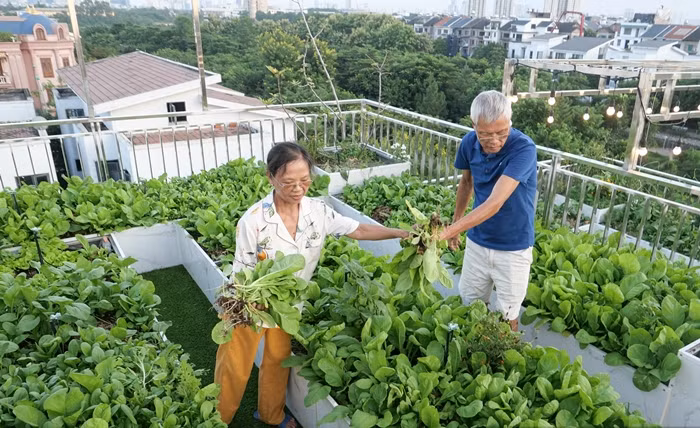 Cứ vào buổi chiều, khi mặt trời dần tắt nắng, vợ chồng ông Dũng, bà Cúc lại lên vườn rau chăm bón và thu hoạch. Ảnh: Dân Việt