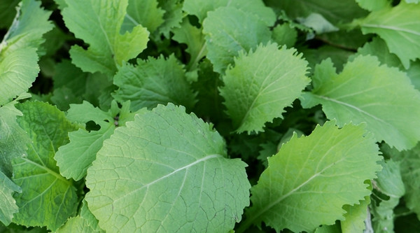 Rau cải xanh non mơn mởn. Ảnh: Dân Việt