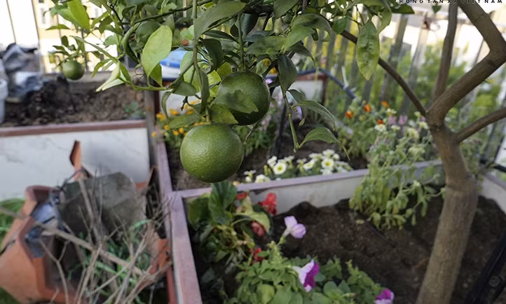 Ngoài rau xanh, ông cũng dành 1 khoảng để trong các cây gia vị. Ảnh: Báo tin tức