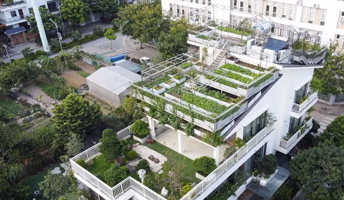 Vợ chồng ông Phạm Quang Dũng (71 tuổi) và bà Trần Thị Cúc (68 tuổi) được nhiều người biết đến khi biến mái căn biệt thự rộng 300 m2 thành vườn rau xanh mướt tại Xuân Phương (quận Nam Từ Liêm, Hà Nội). Ảnh: Dân Việt