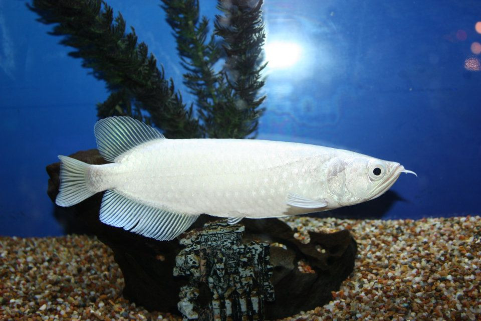 Thức ăn cho cá rồng cũng rất đặc biệt, phải bổ dưỡng, sạch... nên chi phí không hề nhỏ. Ảnh: Facebook