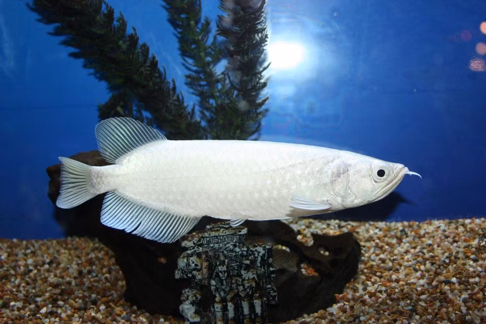 Thức ăn cho cá rồng cũng rất đặc biệt, phải bổ dưỡng, sạch... nên chi phí không hề nhỏ. Ảnh: Facebook