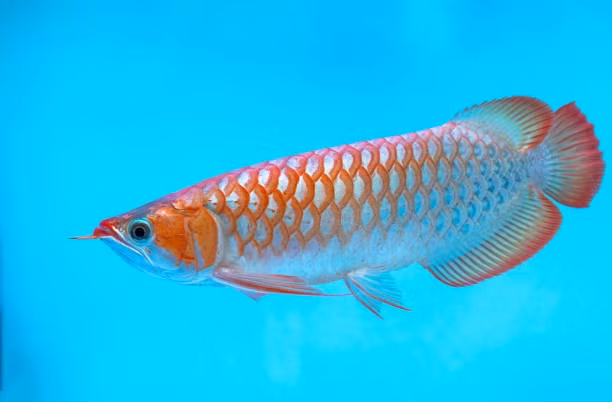 Thân cá rồng thuôn dài, dáng bơi khoan thai, mềm mại như “long chầu”. Khi cần săn mồi, cá rồng lại vô cùng mạnh mẽ, quyết liệt tựa “hổ phục”. Vì thế, loài cá này được tôn vinh là "đế vương" của các loài cá cảnh. Ảnh: iStock