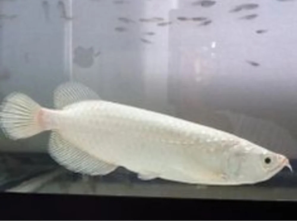 Tính đến nay, con số kỷ lục mà người mua đưa ra để sở hữu loài cá này từng lên đến 9,5 tỷ đồng. Ảnh: Pet Kadai