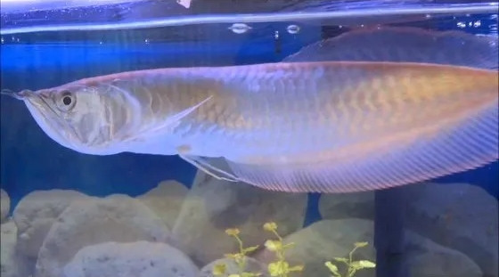 Tùy theo độ bóng của vảy, kích thước và tuổi đời, cá rồng bạch kim có giá thành từ hơn 200 triệu đến vài tỷ đồng. Ảnh: Arowana for sale
