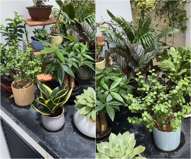 Dàn chậu cây xinh xắn tạo thành góc nhỏ bình yên. Ảnh: FBNV