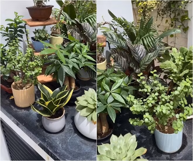 Dàn chậu cây xinh xắn tạo thành góc nhỏ bình yên. Ảnh: FBNV