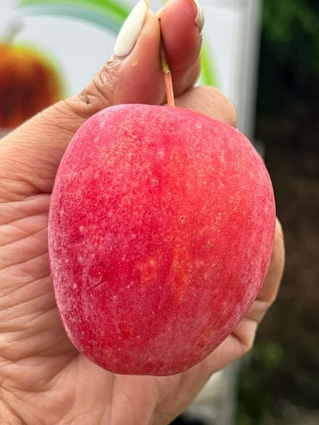 Thấy trên chợ của khu chung cư bán táo cherry với giá 85.000 đồng/kg, chị Trang (Hà Đông, Hà Nội) mua về ăn thử. Ảnh: Facebook