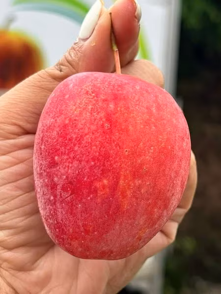 Thấy trên chợ của khu chung cư bán táo cherry với giá 85.000 đồng/kg, chị Trang (Hà Đông, Hà Nội) mua về ăn thử. Ảnh: Facebook