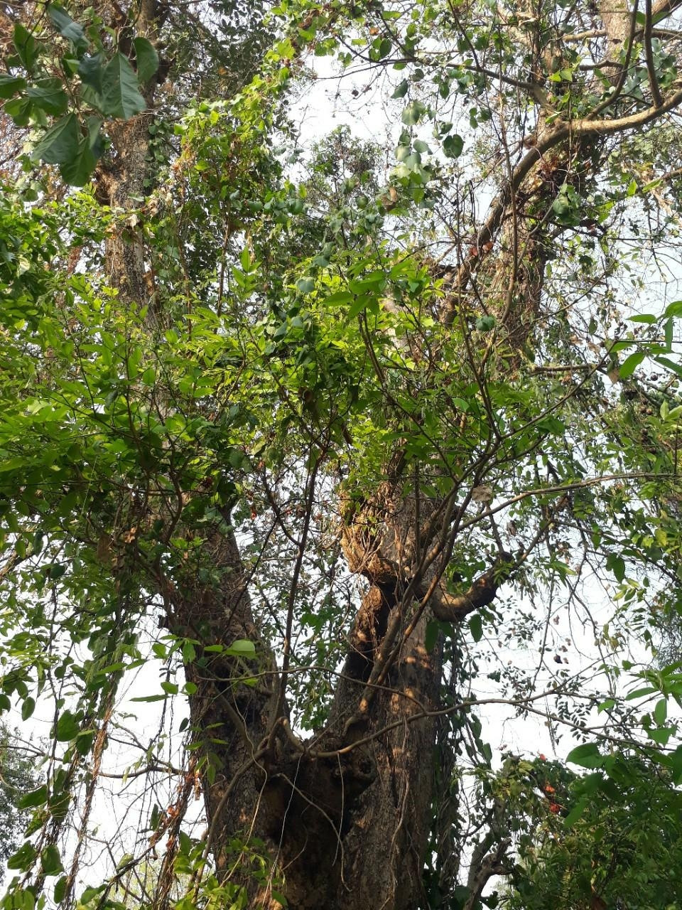  Cây gỗ giáng hương thường cao từ 15 - 25 mét, vỏ màu nâu xám và thân thẳng. Ảnh: Facebook