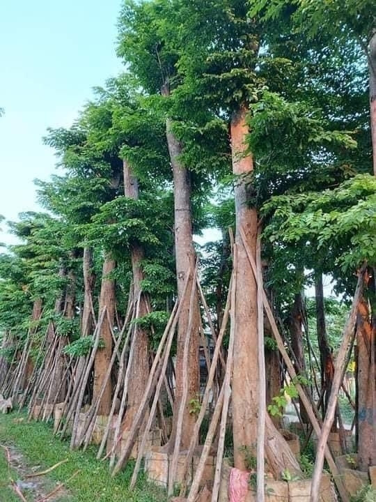 Giờ đây, gỗ giáng hương rất khan hiếm, khó tìm được những cá thể có kích thước lớn như trước kia. Ảnh: Gianghuongcongtrinh