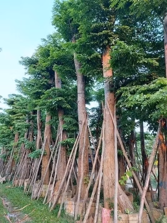 Giờ đây, gỗ giáng hương rất khan hiếm, khó tìm được những cá thể có kích thước lớn như trước kia. Ảnh: Gianghuongcongtrinh