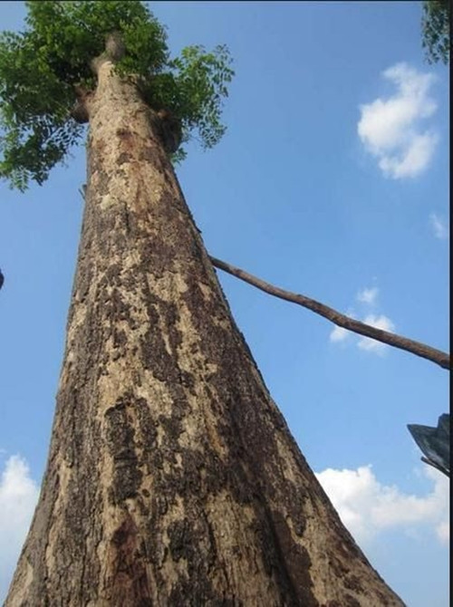 Một trong những lý do khiến gỗ giáng hương khan hiếm và quý giá là cây sinh trưởng chậm, có khi phải đợi tới 800 năm mới có thể thu hoạch. Ảnh: Internet