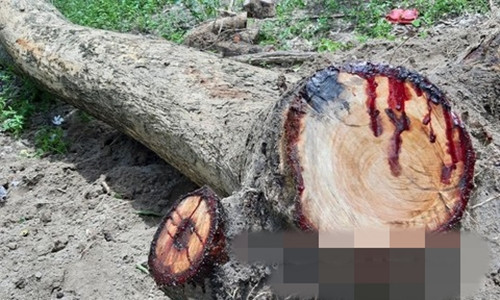 Hiện nay, giáng hương ở Việt Nam được xếp vào loại cây gỗ quý thuộc nhóm I - danh mục cấm khai thác, đồng thời nằm trong Sách Đỏ Việt Nam (2007). Ảnh: Congan