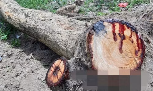 Hiện nay, giáng hương ở Việt Nam được xếp vào loại cây gỗ quý thuộc nhóm I - danh mục cấm khai thác, đồng thời nằm trong Sách Đỏ Việt Nam (2007). Ảnh: Congan