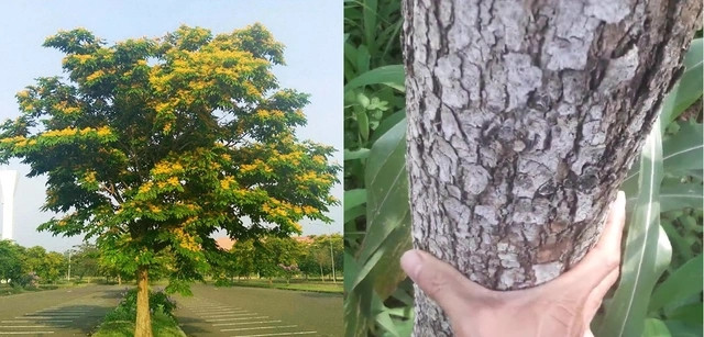 Gỗ giáng hương thường mọc ở độ cao từ 100-800m so với mực nước biển và vùng có lượng mưa từ 1270-1520mm/năm. Ảnh: Thư viện gỗ