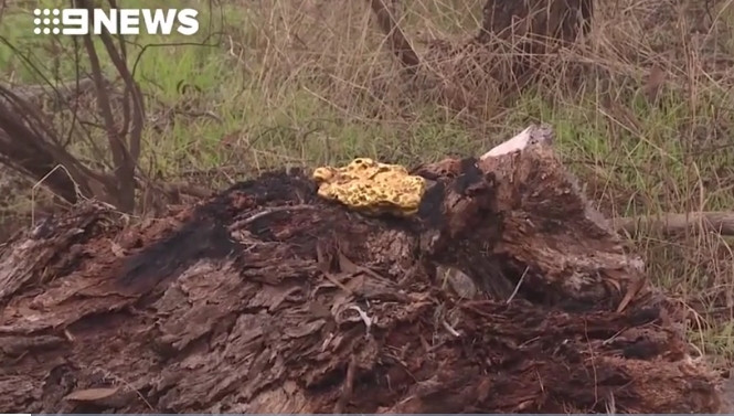 Một người đàn ông khác ở bang Victoria cũng đã bất ngờ đổi đời khi đào được cục vàng nặng 4,3kg tại một địa điểm bí mật gần thành phố Bendigo, bang Victoria (Úc). Ảnh: 9News
