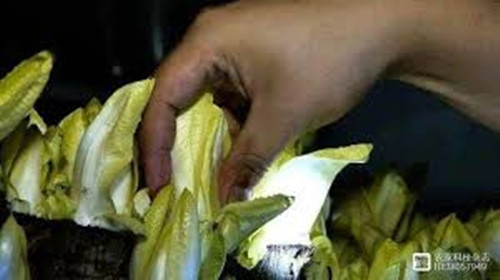 Trong mắt nhiều người, đó quả thực là một quyết định “điên rồ”. Hành trình trồng rau chicory ban đầu của ông Quân cũng gặp không ít khó khăn. Ảnh: 360doc