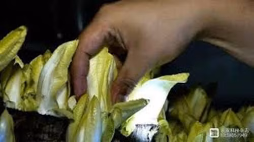 Trong mắt nhiều người, đó quả thực là một quyết định “điên rồ”. Hành trình trồng rau chicory ban đầu của ông Quân cũng gặp không ít khó khăn. Ảnh: 360doc