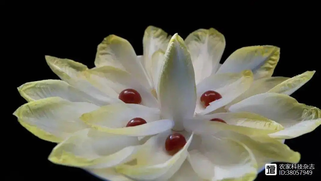 Lúc mới ăn, rau có vị đắng, nhưng sau đó sẽ có vị ngọt nhẹ. Ông Quân thích hương vị độc đáo này và tìm hiểu về nó. Đó là rau chicory, vừa là thực phẩm vừa có thể dùng như dược liệu. Ảnh: 360doc