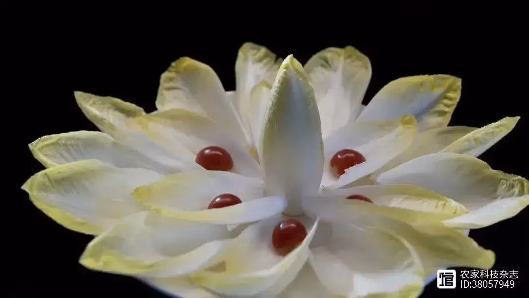 Lúc mới ăn, rau có vị đắng, nhưng sau đó sẽ có vị ngọt nhẹ. Ông Quân thích hương vị độc đáo này và tìm hiểu về nó. Đó là rau chicory, vừa là thực phẩm vừa có thể dùng như dược liệu. Ảnh: 360doc