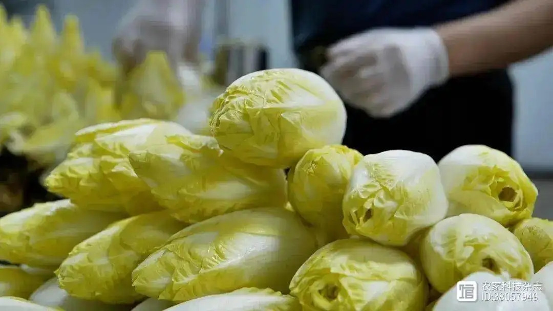 Nhận thấy loại rau này có tiềm năng phát triển lớn tại thị trường Trung Quốc, ông Quân vẫn lựa chọn bỏ việc để khởi nghiệp với loại rau mới dù đã ở tuổi 45. Ảnh: 360doc