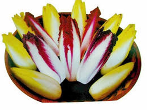 Giải pháp này đã giúp rau chicory của ông Quân tiếp cận được với những cộng đồng cao cấp. Bên cạnh đó, ông còn phân loại rau theo chất lượng để gửi đến các nhà hàng cao cấp. Ảnh: Getty