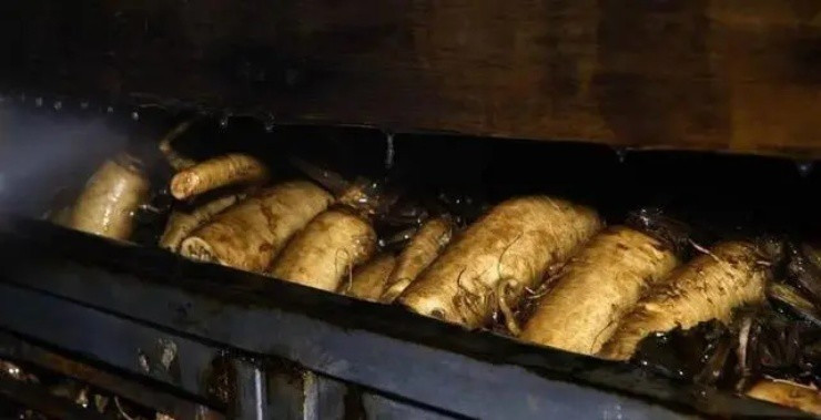 Ngoài ra, môi trường sinh trưởng của loại rau này cần bóng tối và không có ánh sáng. Khi tiếp xúc với ánh sáng, lá sẽ chuyển sang màu xanh và vị đắng sẽ tăng lên. Ảnh: CCTV