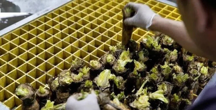 Để trồng được rau chất lượng cao, ông phải kiểm soát chặt chẽ toàn bộ quá trình trồng trọt. Nhiệt độ phải luôn được giữ ở mức khoảng 1 độ, sai số không được vượt quá 0,55 độ. Ảnh: CCTV