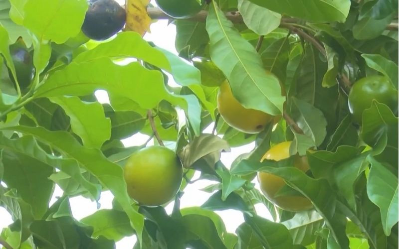 Cây vú sữa hoàng kim cao gần 5m, tán khá rộng, ưa nước nên cần độ ẩm cao. Ảnh: Getty