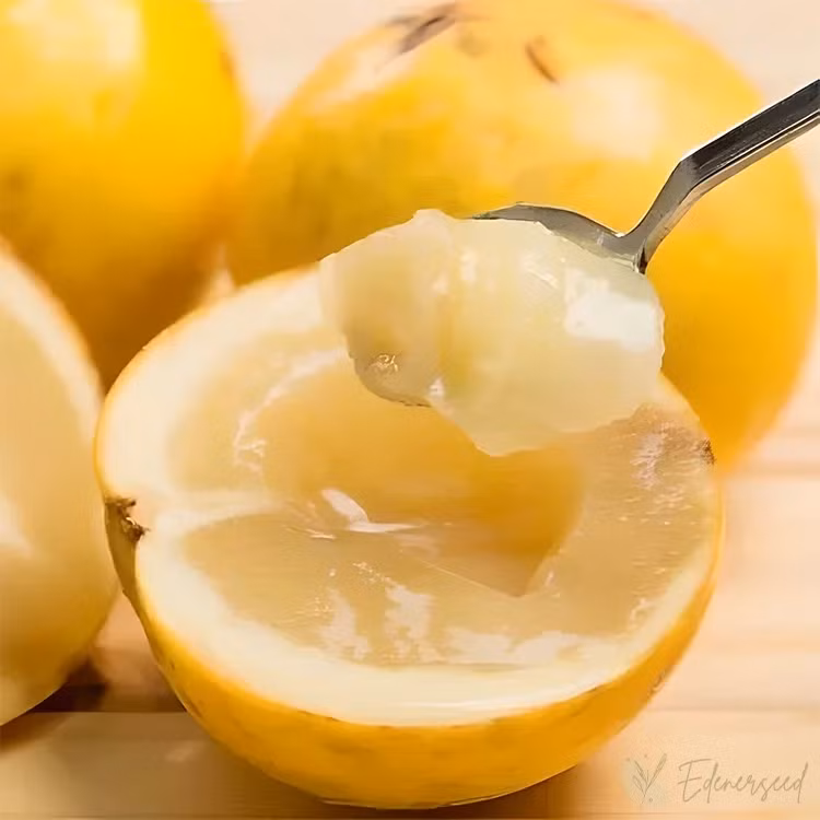 Khi ăn, vú sữa hoàng kim có vị thơm béo, ngọt lịm rất đặc trưng, pha lẫn với một chút mùi xoài. Ảnh: Getty