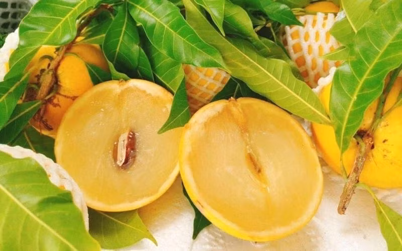 Trái vú sữa hoàng kim có màu xanh nhạt lúc còn non, nhưng khi chín thì phần vỏ bên ngoài ngả sang màu vàng tươi còn bên trong thịt trái thì chỉ có một hạt. Ảnh: Getty