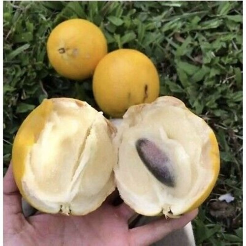 Theo đó, vú sữa hoàng kim được phân loại theo tiêu chuẩn nghiêm ngặt. Trái nặng trên 750g giá khoảng 200 NDT(686.000đ)/kg và được đặt trong hộp quà tặng sang trọng. Ảnh: Getty