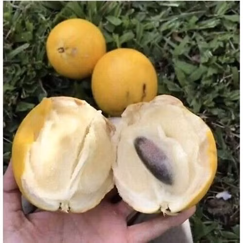 Theo đó, vú sữa hoàng kim được phân loại theo tiêu chuẩn nghiêm ngặt. Trái nặng trên 750g giá khoảng 200 NDT(686.000đ)/kg và được đặt trong hộp quà tặng sang trọng. Ảnh: Getty