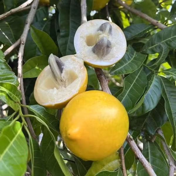 Đây là một loài thực vật có hoa trong họ hồng xiêm, thuộc cây trồng lưỡng tính. Trên cây có cả hoa đực và hoa cái nên chúng có thể tự thụ phấn. Ảnh: Amazon