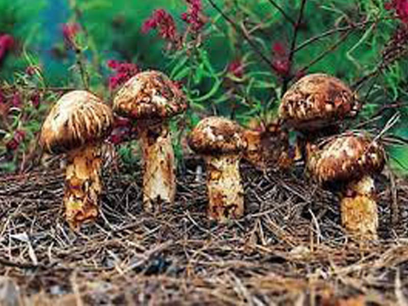 Thời điểm đó, một nông dân trẻ có thể trở thành triệu phú bằng cách hái và bán nấm Matsutake. Ảnh: Mecdic