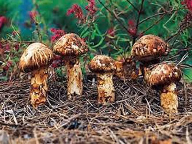 Thời điểm đó, một nông dân trẻ có thể trở thành triệu phú bằng cách hái và bán nấm Matsutake. Ảnh: Mecdic