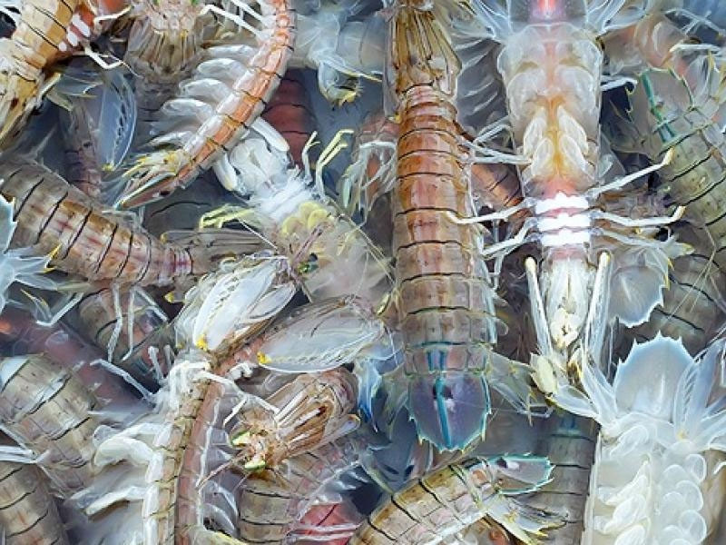 Theo thời gian, bề bề bắt đầu được sánh ngang với nhiều loại hải sản khác, trở thành món chính trong nhiều nhà hàng. Ảnh: Haisanxanh